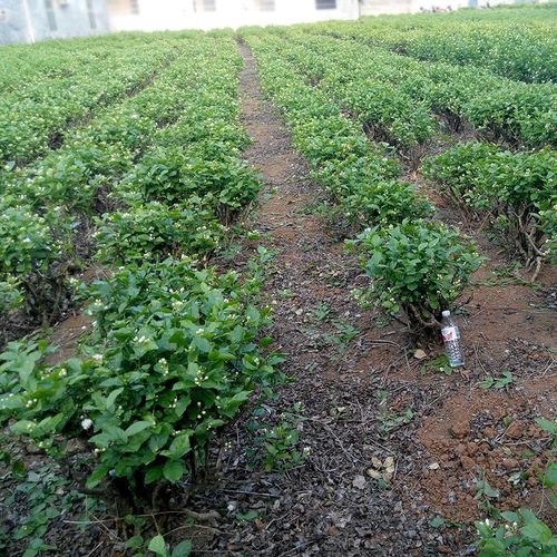 重瓣茉莉花盆栽老桩花苗阳台室内外花卉四季开花庭院窗台观花植物