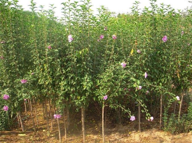[供应]木槿_华艺苗木种植场_优质木槿