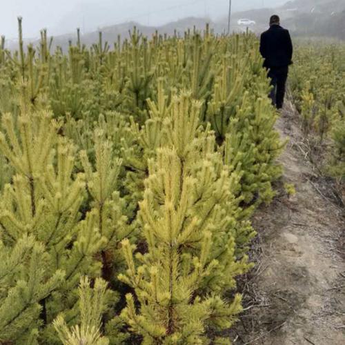 陕西安塞绿盛苗木花卉种植株高2-3米40*50营养钵树形优.