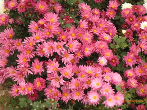 青州宿根草花 山东宿根草花 宿根草花供应 青州钰清花卉,青州宿根草花 山东宿根草花 宿根草花供应 青州钰清花卉生产厂家,青州宿根草花 山东宿根草花 宿根草花供应