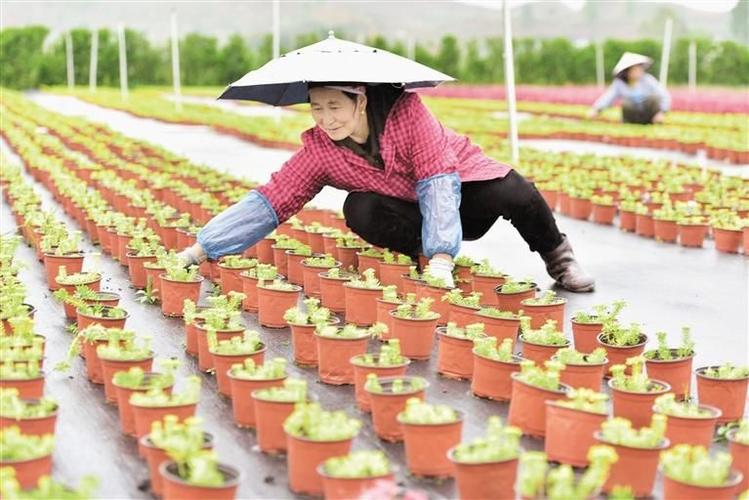 4月11日,在贵州省黄平县旧州镇文峰村花卉苗木种植基地,村民在管护