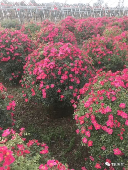 山乡有梦 南召农民企业家张民春依靠苗木花卉种植奔向幸福路