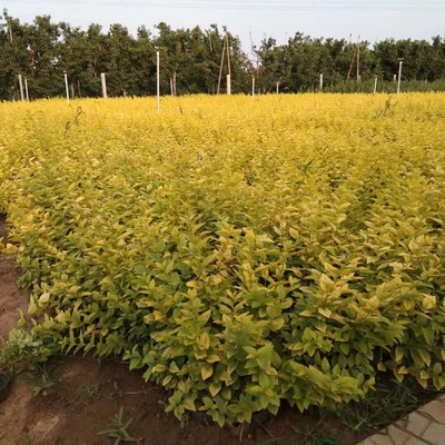 山西金叶女贞-河北金叶女贞种植基地-河北金叶女贞批发基地产品大图