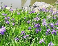 宿根花卉种植基地,哪里有提供价