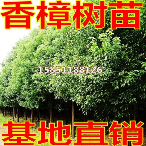 绿化苗木香樟树苗庭院植物花卉香樟木树苗四季常青驱蚊树种植盆栽