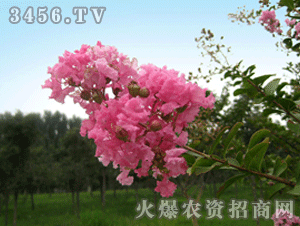 千百卉 百日红
