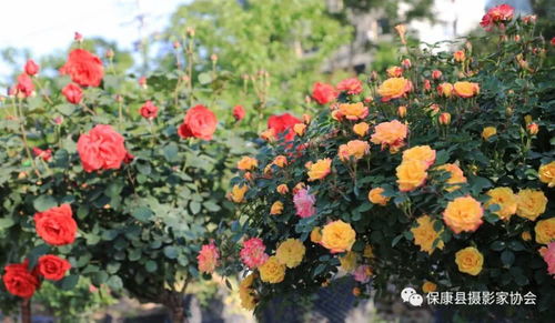 保康寺坪月季花海惊艳绽放 美若仙境,赶紧约起