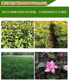 潢川花木价格 潢川县和盛苗木种植专业合作社