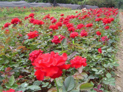 月季花:陕西优质月季花苗木销售 品种繁多 规格齐全 栽植成活率高图片