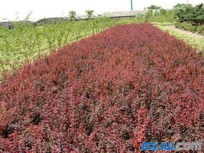 【江西绿化苗木种植基地:抢手的绿化苗木推荐】_江西绿化苗木种植基地:抢手的绿化苗木推荐价格_江西绿化苗木种植基地:抢手的绿化苗木推荐厂家-到中华标准件网