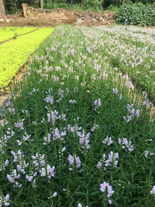 宿根花卉品种大全,市场上销量好的宿根花卉在哪里可以找到