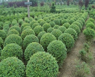 臭椿价格 山东臭椿苗木基地哪家好-商河县天野绿化苗木花卉种植专业合作社