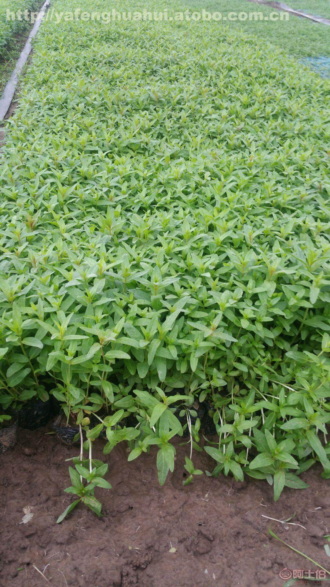 千屈菜 千屈菜小苗 花卉苗木种植基地