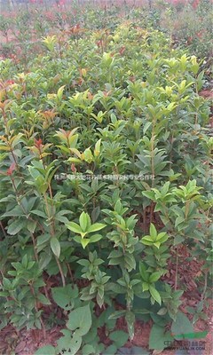 株洲市新大地花卉苗木种植农民专业合作社