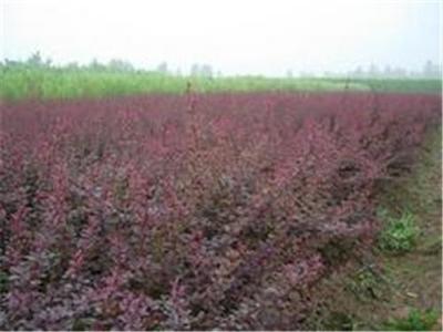 红叶小檗种植基地_红叶小檗当选永信花卉苗木