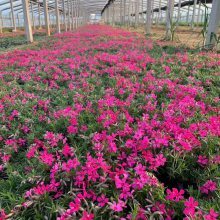 【丛生福禄考小苗种植基地图片】丛生福禄考小苗种植基地 - 青州市晓敏花卉苗木专业合作社