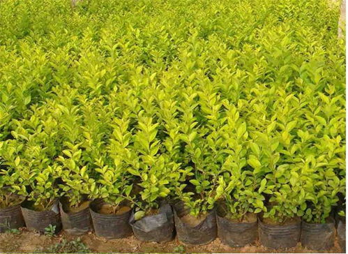 聚焦 山东菏泽红王子锦带,扶芳藤批发低价 ,菊批发基地