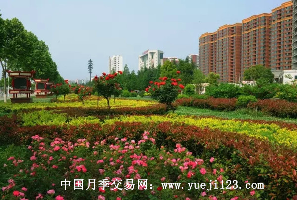 南阳花卉苗木产业发展迅猛