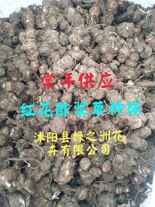 红花酢浆草种球价格30元