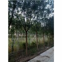 河北卫矛种植基地 卫矛批发 法桐供应 金叶榆基地批发 河北鼎大绿化苗木花卉公司