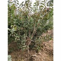 河北卫矛种植基地 卫矛批发 法桐供应 金叶榆基地批发 河北鼎大绿化苗木花卉公司