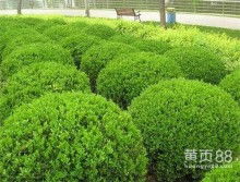 青州市佳越花卉苗木种植专业合作社