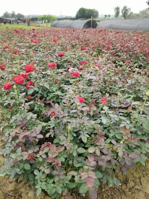 批发月季花苗 丰花月季 大花月季 盆栽花卉苗木