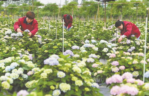 鲜花扮靓 美丽经济