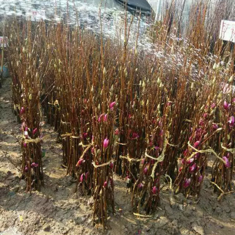 玉兰树苗南方北方庭院种植苗木花卉植物绿化苗木紫玉兰苗批发