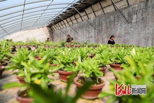 河北省滦南县 苗木春管忙