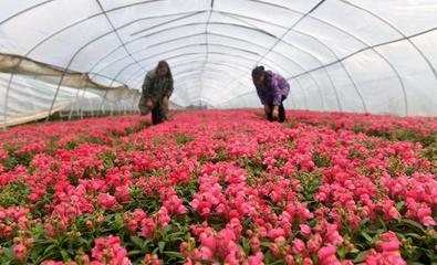 花农在湖北省宜昌市秭归县陈家坝村的花卉苗木种植基地管理花卉