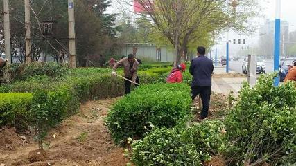 平陆县住建局:抓城市绿化 促五城同创