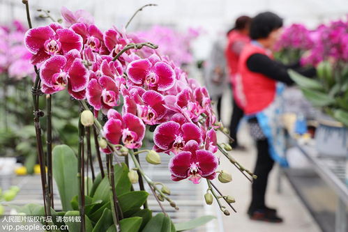 江苏镇江 规模化花卉种植促就业