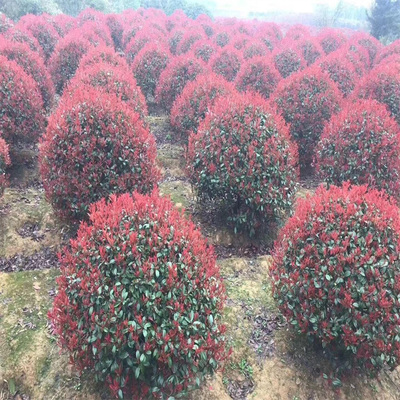园艺出售红叶石楠球 园林彩叶苗木 球类观赏植物 景区色块苗