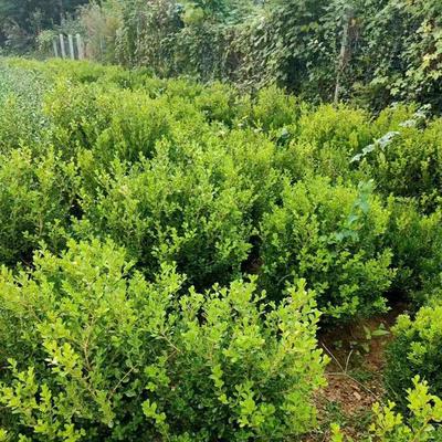 瓜子黄杨种植基地-瑞生园