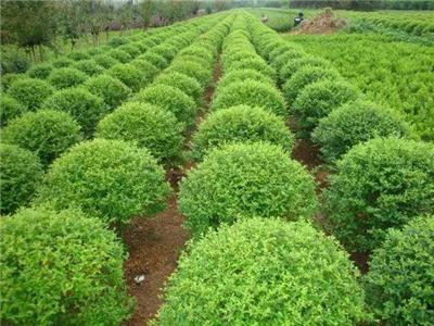 【重庆紫薇苗木】重庆紫薇苗木批发价格_重庆紫薇苗木行情|展会|供应|图片