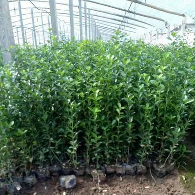 【冬青 绿化苗木冬青大量供应 冬青批发 冬青种植 凯洋花卉】