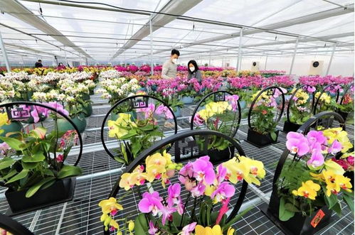 花韵好生 乡村振兴齐鲁样板示范区典型经验 邹平市好生街道 以 花 为媒 引领乡村振兴新画卷