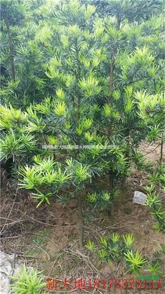 株洲市新大地花卉苗木种植农民专业合作社