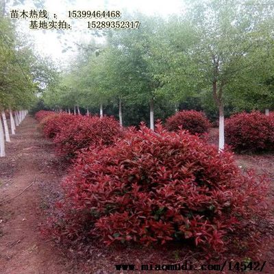 西安周至县农户种植苗木花卉批发基地