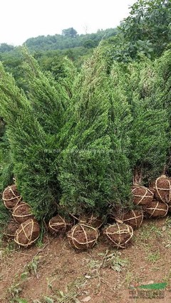 株洲市新大地花卉苗木种植农民专业合作社