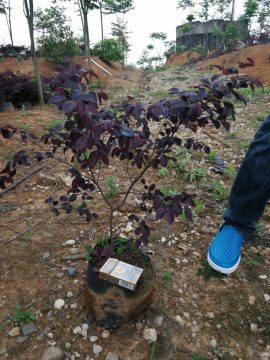 【供应2018厘米花檵木袋苗容器苗】湘阴县文泾花卉苗木种植农民专业合作社 - 产品库