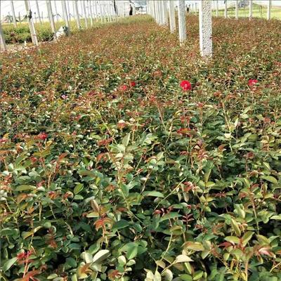 【地被月季 地被月季价格咨询蓝溪花卉 地被月季种植基地】 - 青州市蓝溪花卉苗木专业合作社