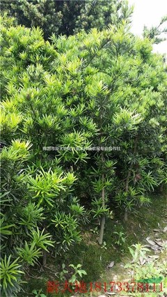 株洲市新大地花卉苗木种植农民专业合作社