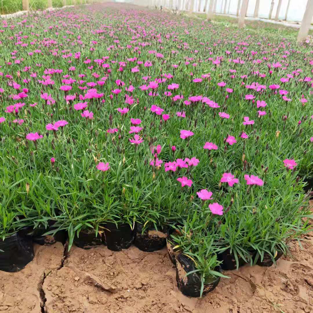 供应欧石竹幼苗种植户-基地电话-鼎卉花卉苗木-沥青网