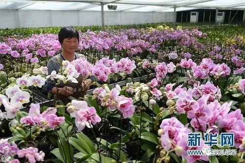 乡村振兴中的奋斗者 肥西苗农登上 人民日报