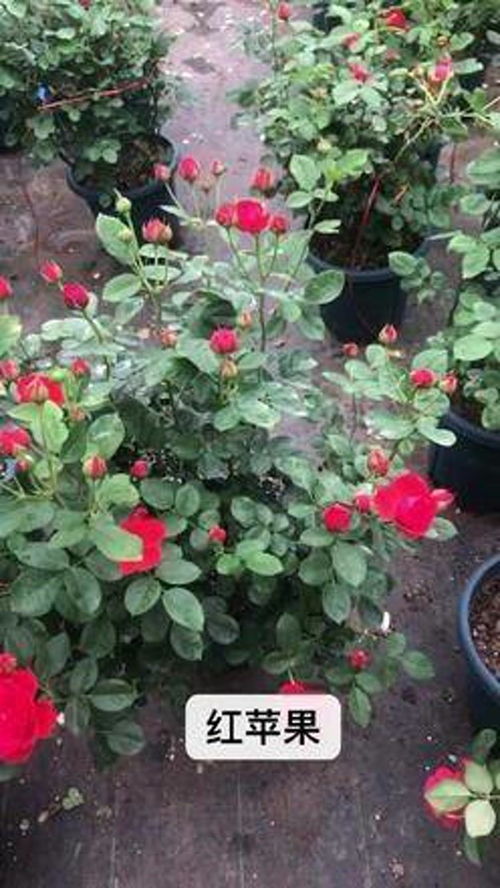 别墅庭院植物 苗木种植基地 花卉基地 爱生活爱养花