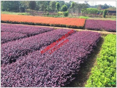 株洲市靓涵花卉苗木种植农民专业合作社