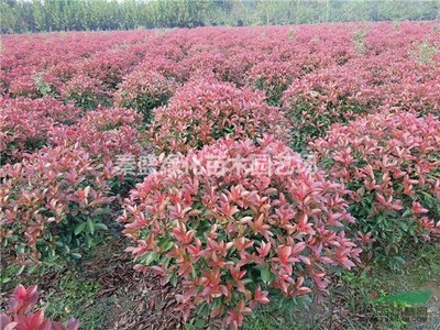 秦盛绿化苗木园艺场