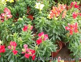 青州彦明花卉苗木种植基地